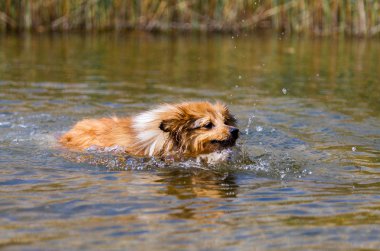 Shetland koyun suda yüzüyor