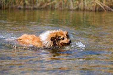 Shetland koyun suda yüzüyor