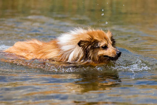 Perro pastor de Shetland nada en el agua — Foto de Stock