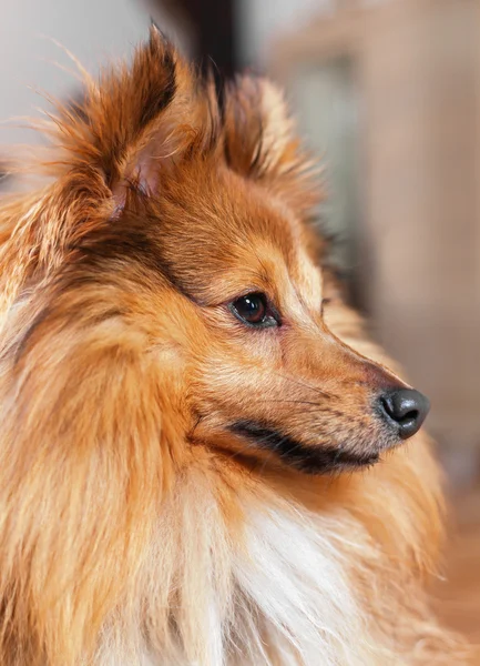 Retrato de um cão pastor do shetland — Fotografia de Stock