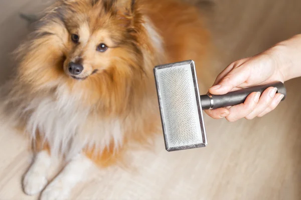 Aliciamento com uma escova de cão em um cão pastor shetland — Fotografia de Stock