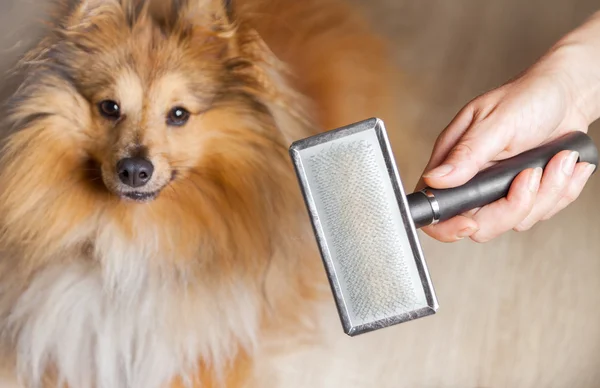 Aliciamento com uma escova de cão em um cão pastor shetland — Fotografia de Stock