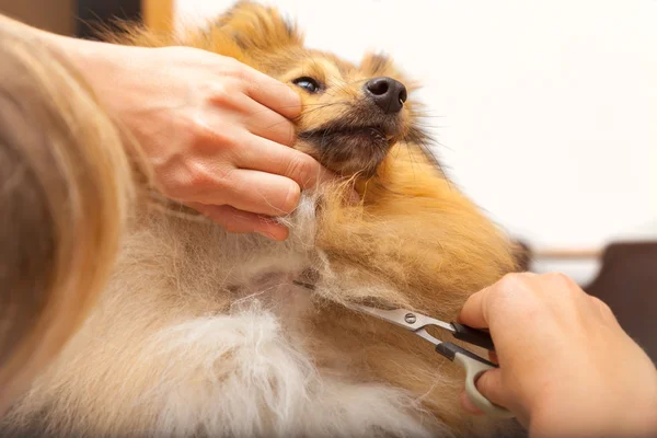 Aseo con una tijera en un perro pastor de Shetland — Foto de Stock