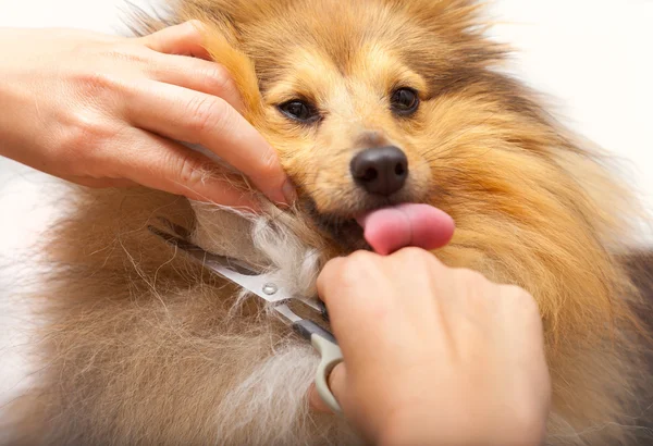 Aseo con una tijera en un perro pastor de Shetland — Foto de Stock