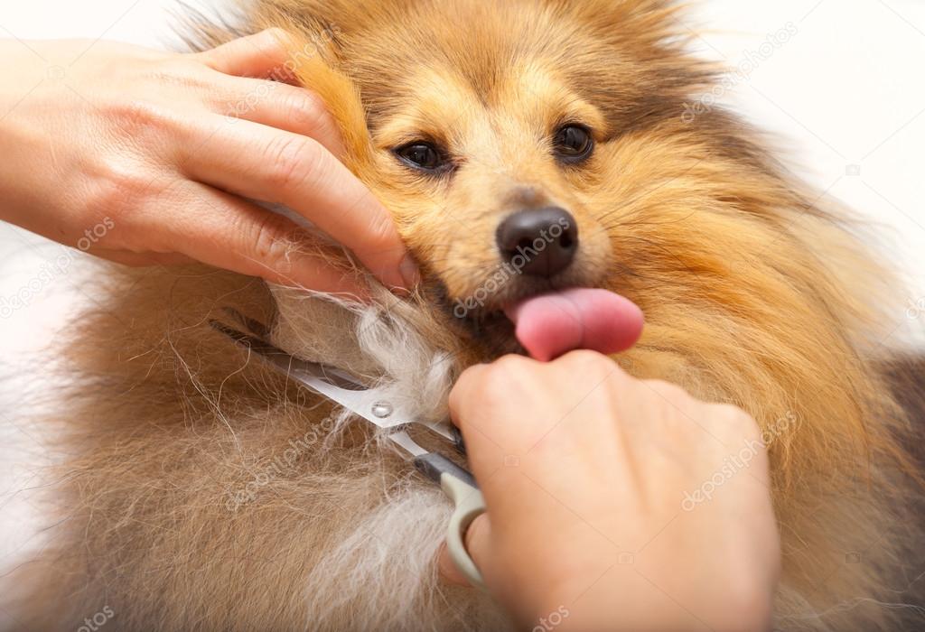 Toilettage Avec Des Ciseaux Sur Un Chien De Berger De