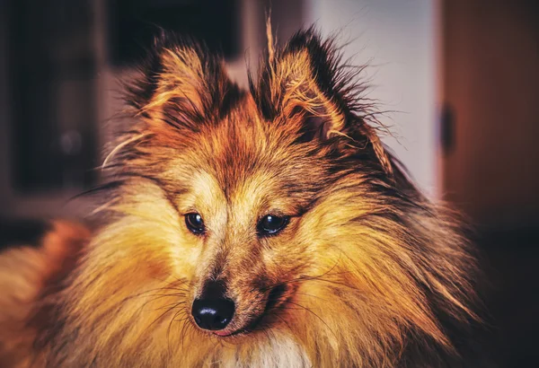 Shelty cane guarda di lato — Foto Stock