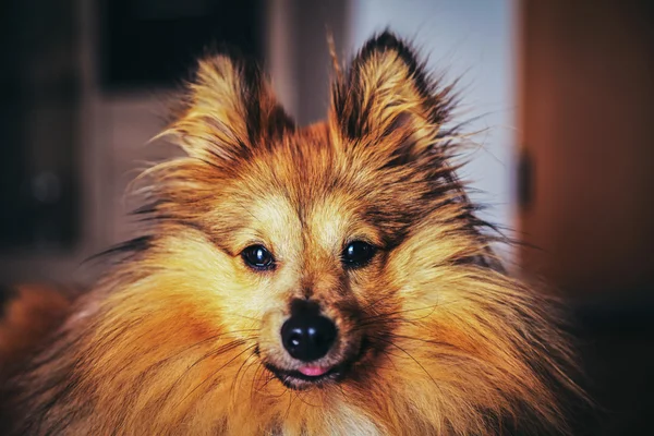 Shetland sheepdog looks into the camera — Stock Photo, Image