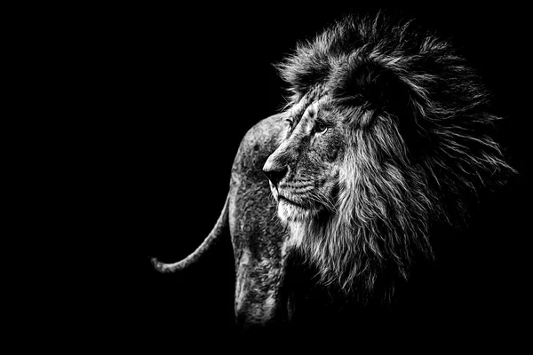 Lion in black and white — Stock Photo, Image