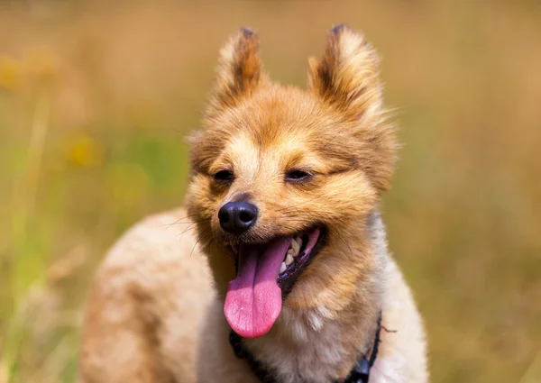 Pequeno cão mostra sua língua — Fotografia de Stock
