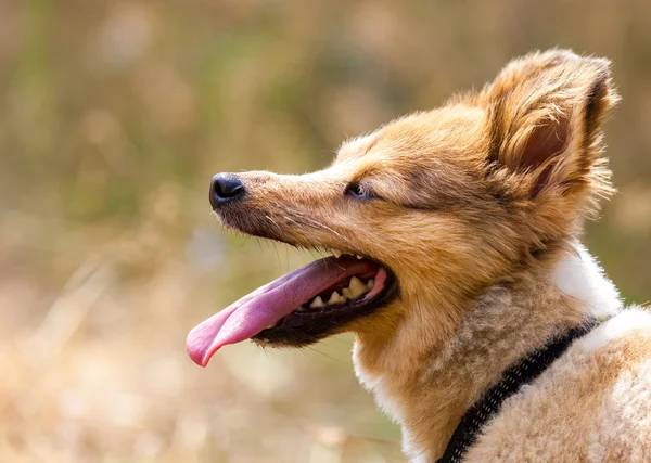 小さな犬は、彼の舌を示しています。 — ストック写真