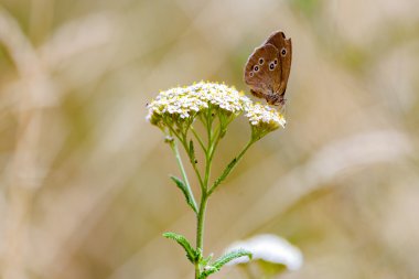 Aphantopus hyperantus, kahverengi orman kuş kelebek
