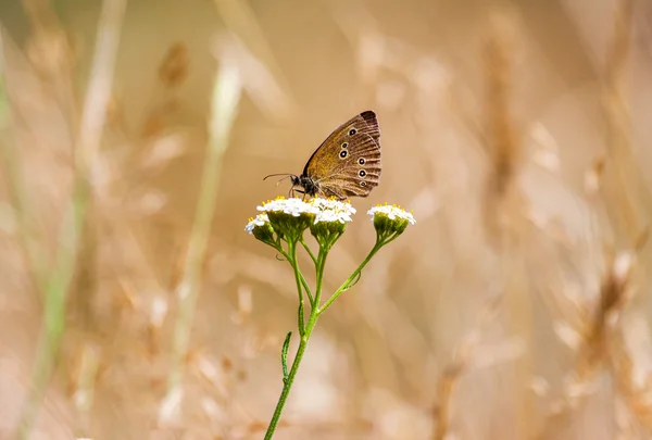 Aphantopus hyperantus，棕色森林鸟蝴蝶 — 图库照片