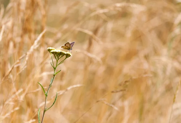 Aphantopus hyperantus、茶色の森林鳥蝶 — ストック写真