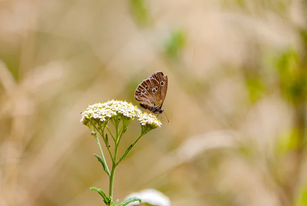 Aphantopus hyperantus, papillon oiseau forestier brun — Photo