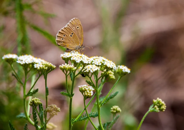 Aphantopus hyperantus, brown forest bird butterfly — Stock Photo, Image