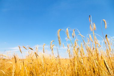 Almanya altın mısır tarlası