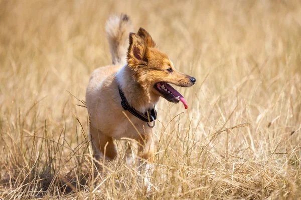 Pequeno cão no campo de milho — Fotografia de Stock