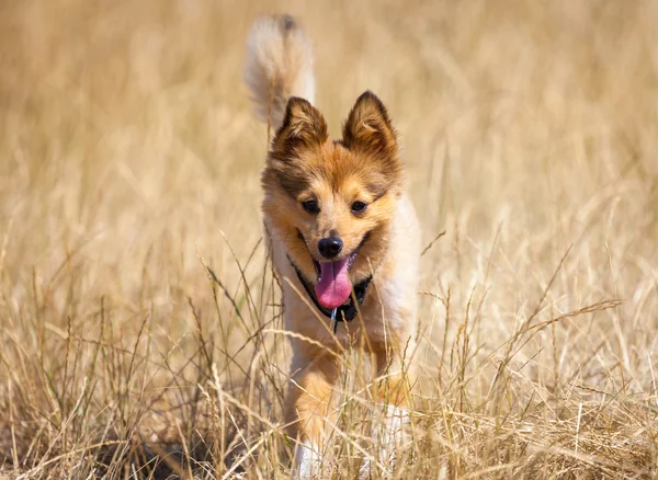 Petit chien dans le champ de maïs — Photo