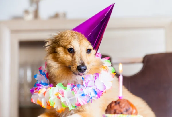 iyi ki doğdun köpek mum için görünüyor