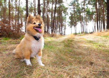 shetland sheepdog sits in a forest clipart