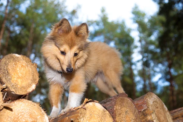 Perro pastor de shetland en troncos —  Fotos de Stock
