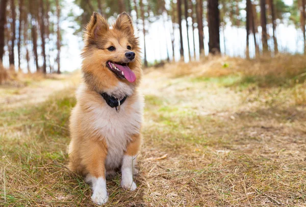 Shetland cane da pastore si siede in una foresta — Foto Stock