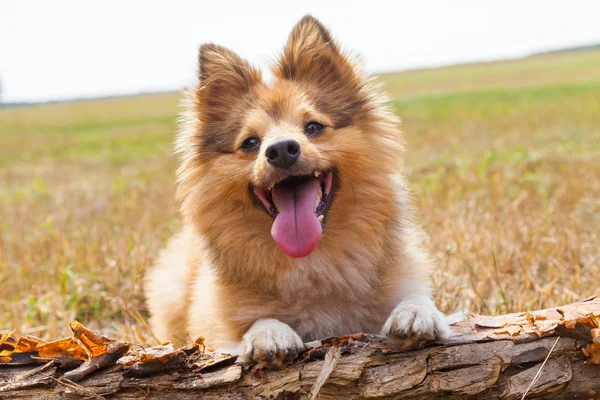 Shetland sheepdog encontra-se em um ramo — Fotografia de Stock