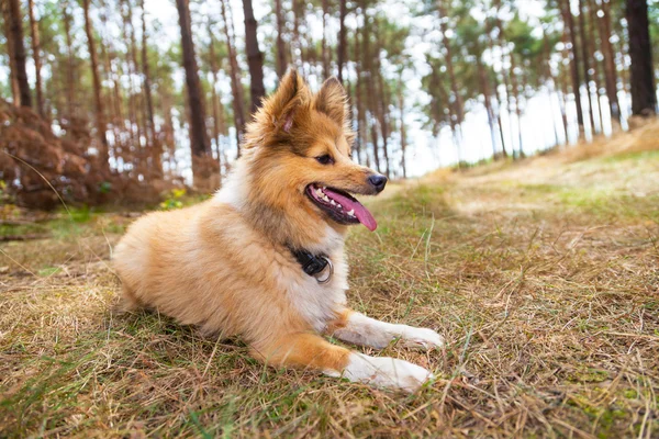 Shetland cane da pastore si trova in una foresta — Foto Stock