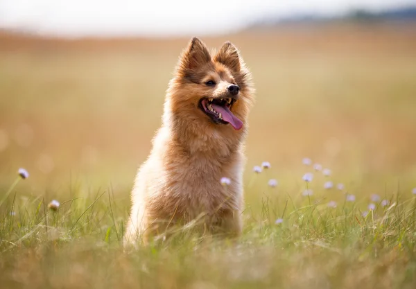 Shetland cane da pastore si siede su un campo — Foto Stock