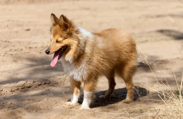 Shetland cani da pastore si trova su pista sporca — Foto Stock