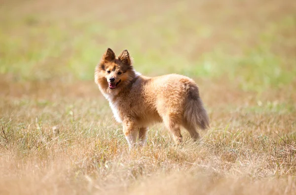 Shetland cani da pastore si trova su un campo — Foto Stock