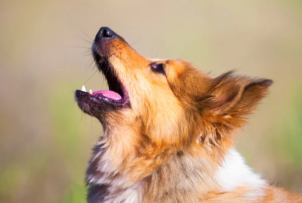 Abbaiare shetland cane da pastore ritratto — Foto Stock