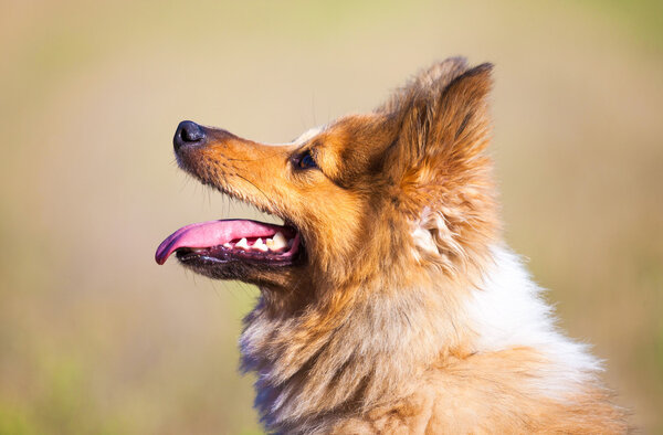 shetland sheepdog portrait