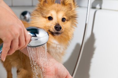 Shetland koyun duş altında