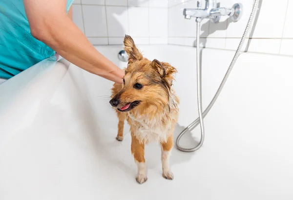 Shetland sheepdog sob chuveiro — Fotografia de Stock