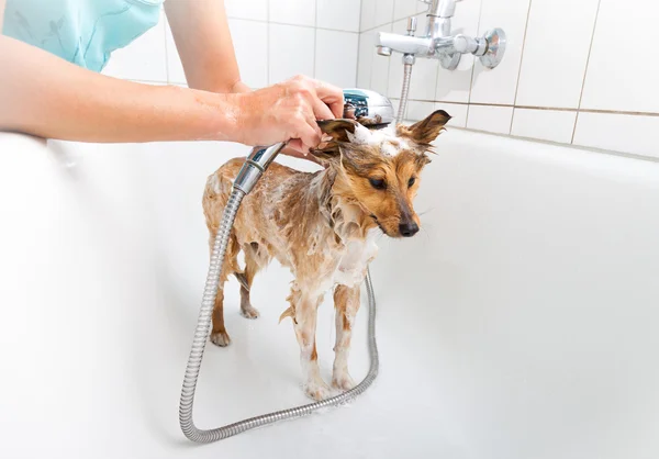 Owczarek Szetlandzki pod prysznicem — Zdjęcie stockowe