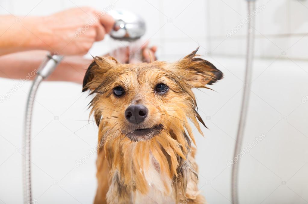 shetland sheepdog under shower