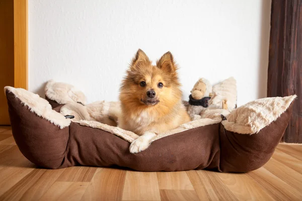 Shetland koyun onun köpek sepet içinde yatıyor — Stok fotoğraf