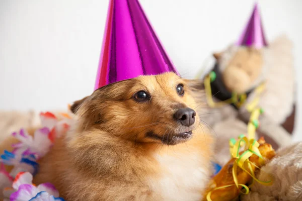 Grattis på födelsedagen hund gör party i sin korg — Stockfoto