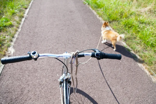 Dog with leash on a bike — Stock Photo, Image