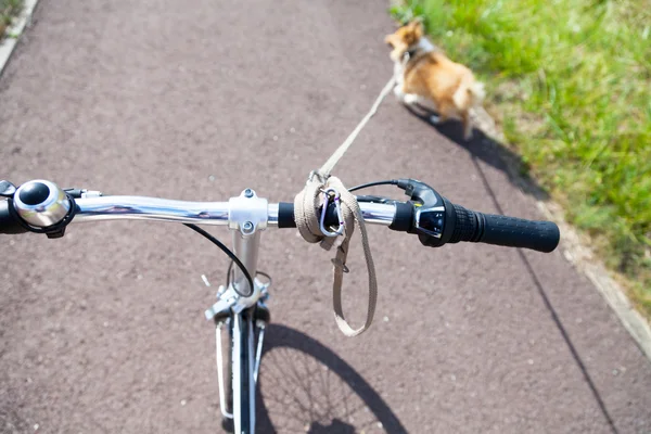 Hund mit Leine am Fahrrad — Stockfoto