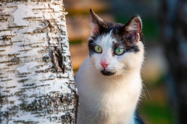 Siyah beyaz bir kedinin portresi