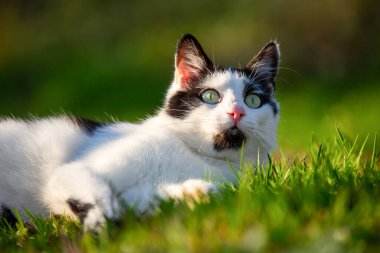 Siyah beyaz bir kedinin portresi