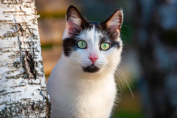 Portrait of a black and white cat