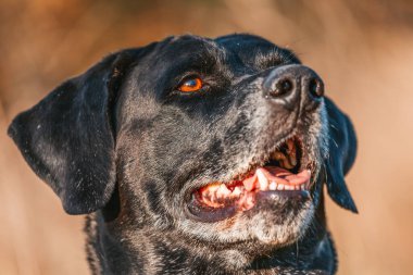 Siyah labrador köpeğinin portresi.