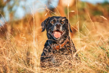 Siyah labrador köpeğinin portresi.