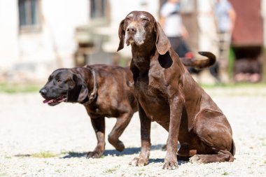 Kısa namlulu bir Alman köpeğinin portresi