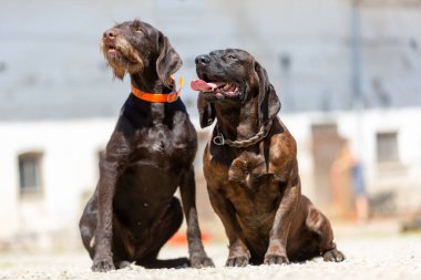 Kısa namlulu bir Alman köpeğinin portresi