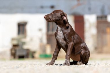 Kısa namlulu bir Alman köpeğinin portresi