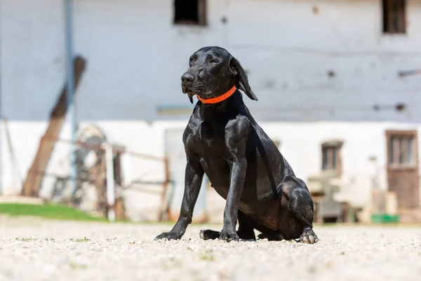 Portrait of a german shorthaired pointer dog